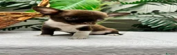 Chihuahua perros en venta: CHIHUAHUAS CHOCOLATE - Anuncio 31