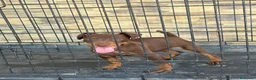 Terrier Alemán de Caza perros en venta: Cachorro Jagd terrier chocolate  - Anuncio 4