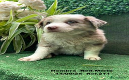 Border Collie perros en venta: BORDER COLLIE Red Merle - Imagen 5
