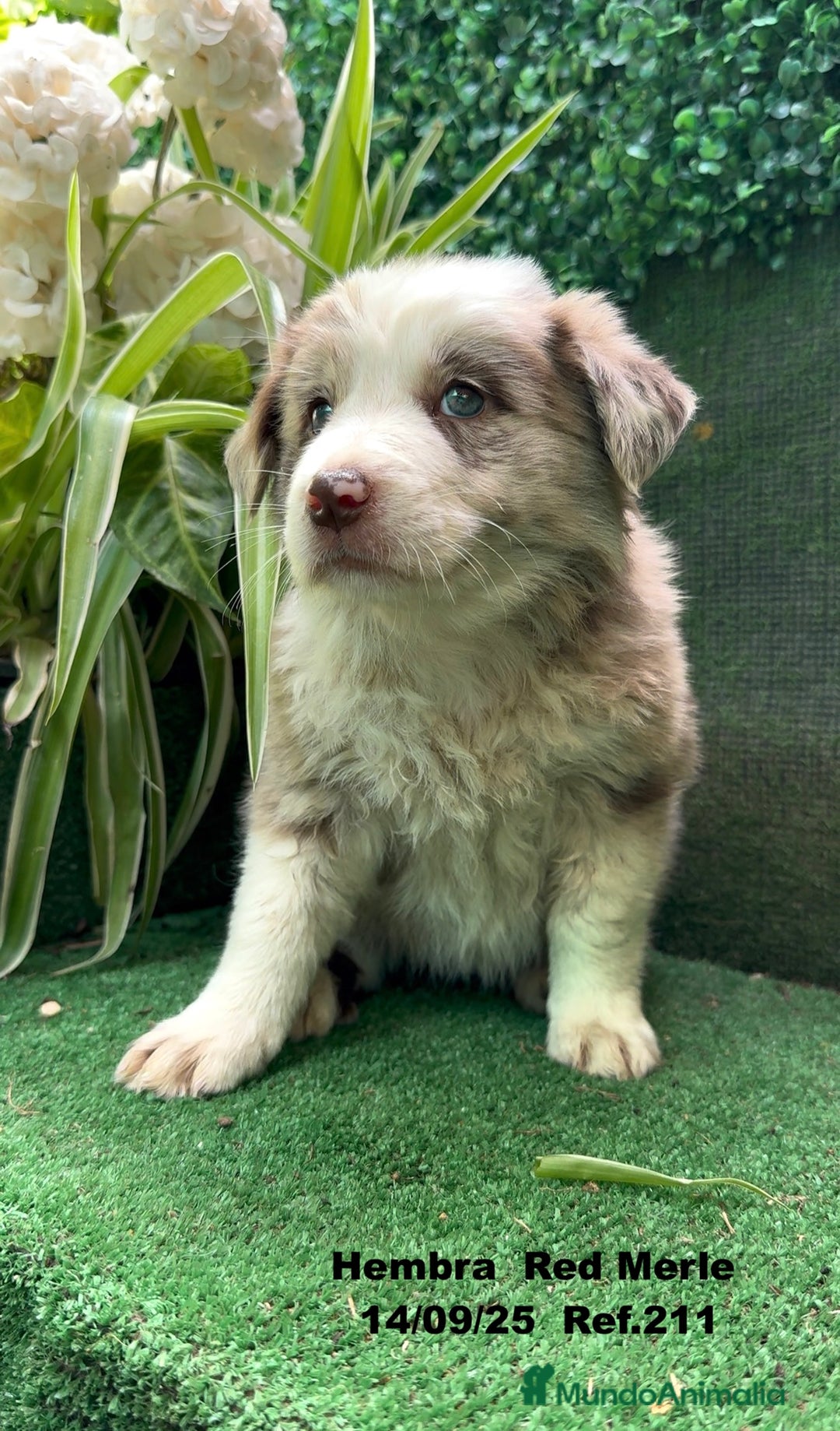 Border Collie perros en venta: BORDER COLLIE Red Merle - Imagen 5