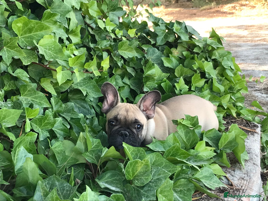 Bulldog Francés perros en venta: Bulldog francés fawn - Anuncio 4