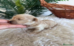 Maltipoo perros en venta: MALTIPOO MACHO - Anuncio 7