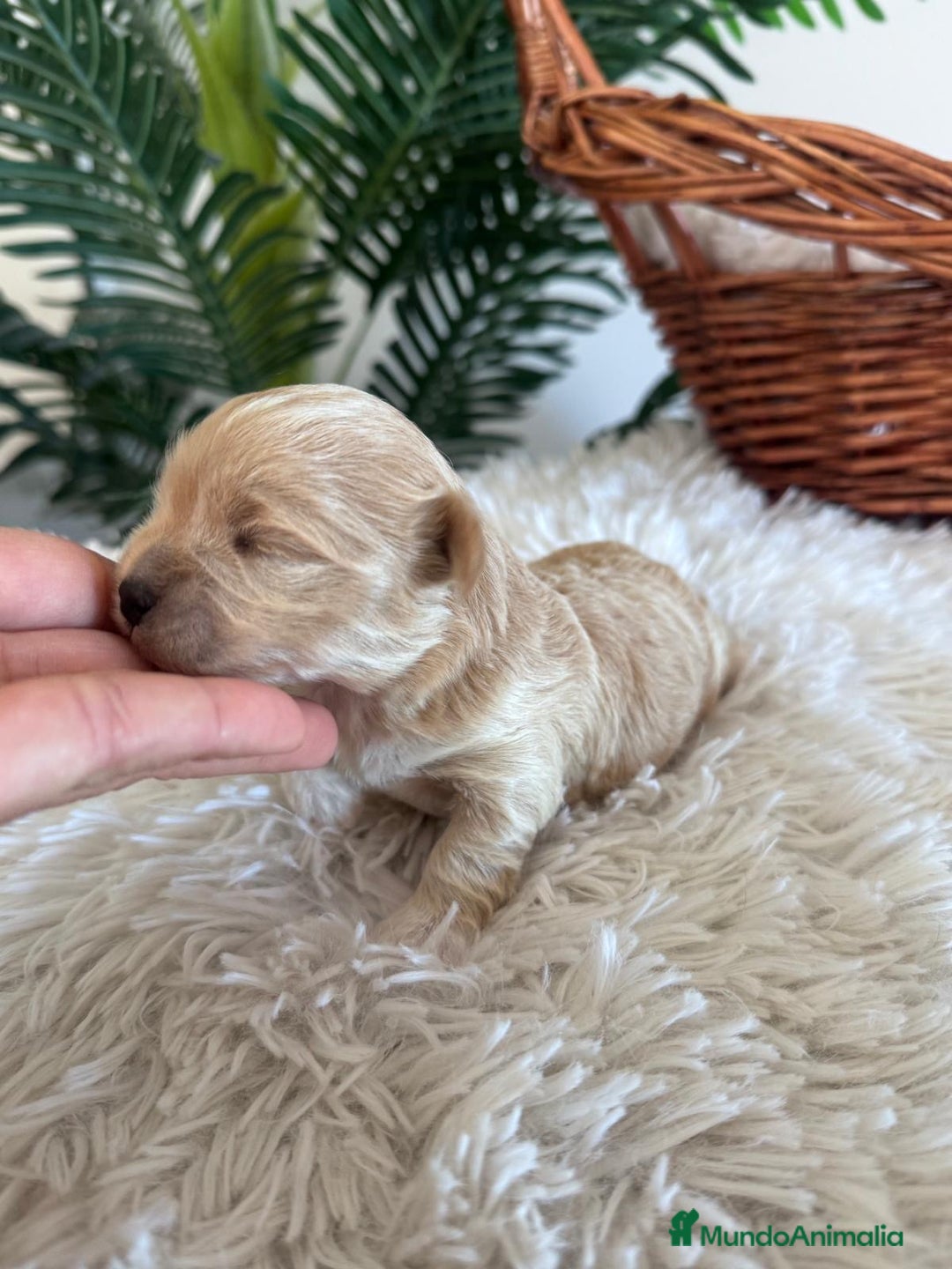 Maltipoo perros en venta: MALTIPOO MACHO - Anuncio 7