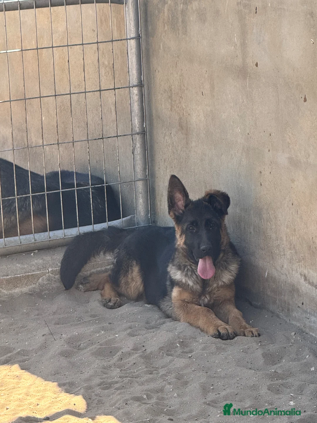 Pastor Alemán perros en venta: CACHORRA DE PASTOR ALEMAN - Anuncio 2