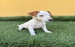 Jack Russell Terrier perros en venta: jack russell hembra de pata corta  - Imagen 9