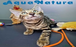 Bengalí gatos en venta: Bengali Hembra 4604 AQUANATURA - Imagen 6