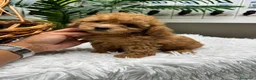 Caniche Toy perros en venta: CANICHE TOY - Anuncio 4