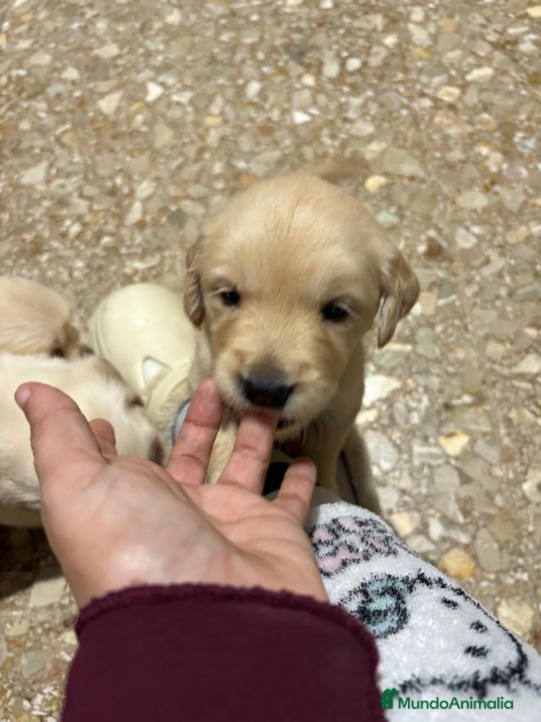 Golden Retriever perros en venta: Golden Retriever  - Anuncio 1