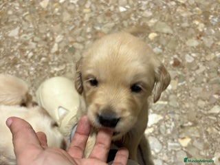 Golden Retriever perros Golden Retriever - Anuncio 1