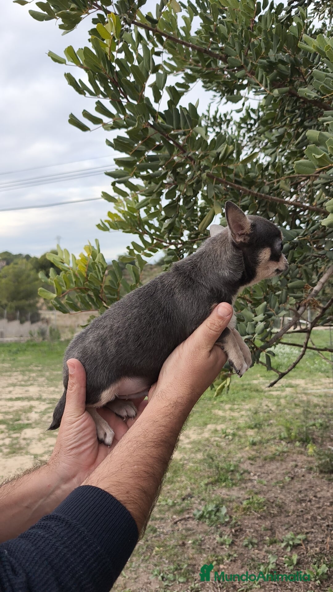 Chihuahua perros en venta: Chihuahua blue 🍎 Macho - Anuncio 8