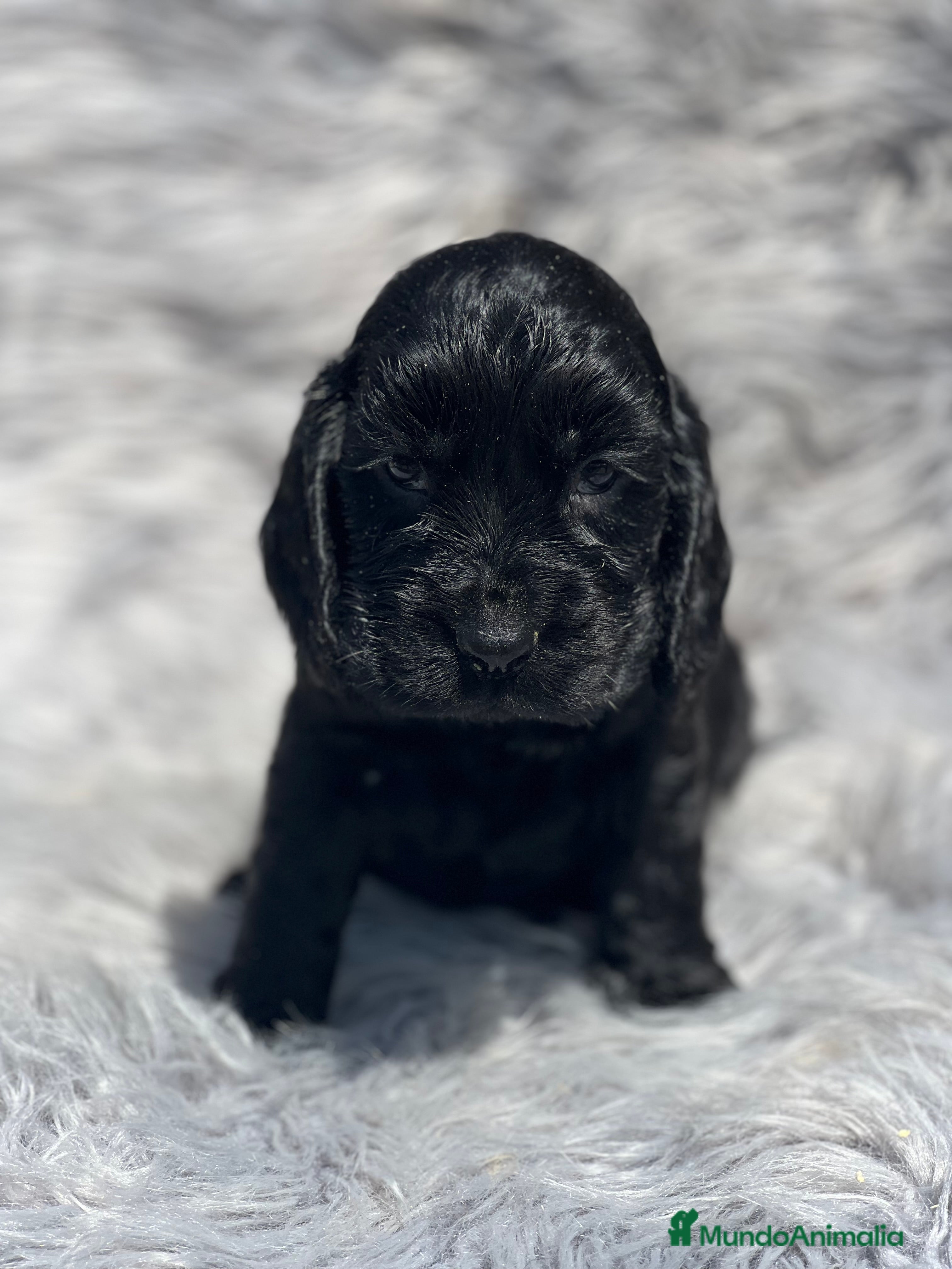 Cocker Spaniel Inglés perros Cocker negro macho  - Anuncio 13
