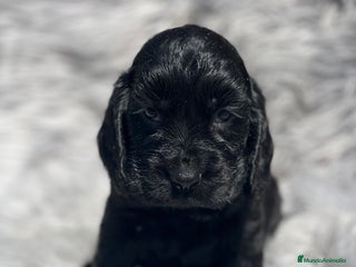 Cocker Spaniel Inglés perros - Anuncio 4
