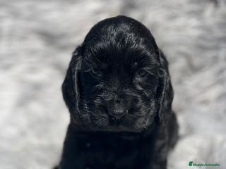 Cocker Spaniel Inglés perros Cocker negro macho - Anuncio 15