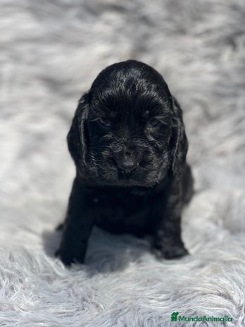 Cocker Spaniel Inglés perros - Anuncio 3