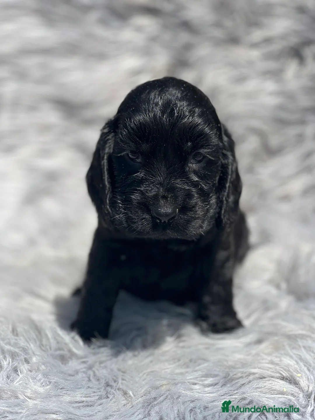 Cocker Spaniel Inglés perros en venta: Cocker negro macho  - Anuncio 1