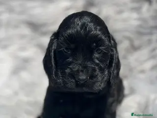 Cocker Spaniel Inglés perros Cocker negro macho - Anuncio 18