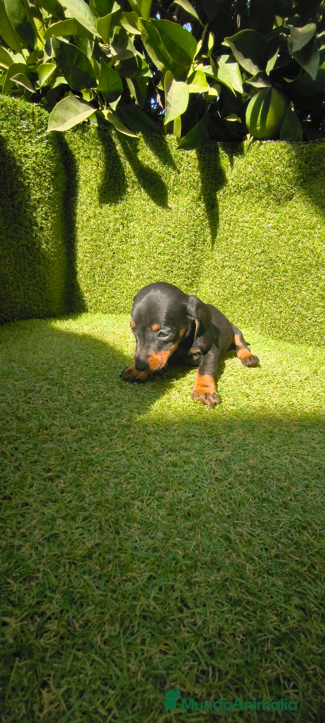 Teckel Miniatura perros en venta: camada teckel canichen muy pequeños  - Imagen 39