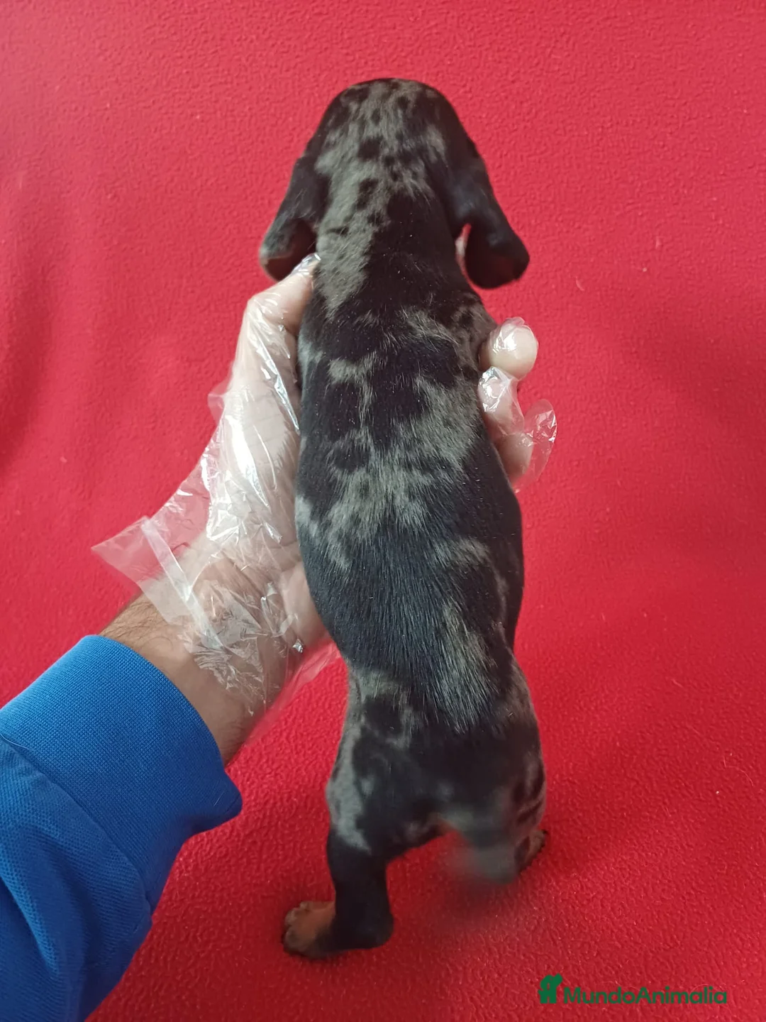 Teckel Miniatura perros en venta: Teckel Miniatura Arlequin  - Anuncio 3
