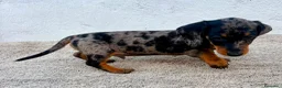 Teckel Miniatura perros en venta: Teckel kaninchen arlequín merle blue - Anuncio 7