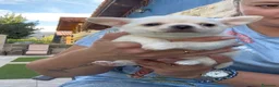 Chihuahua perros en venta: Precioso macho chihuahua blanco - Anuncio 5
