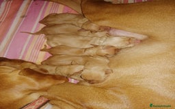Braco Húngaro de Pelo Corto perros en venta: Cachorros de Braco Húngaro (Vizsla) — Criador aut. - Imagen 14