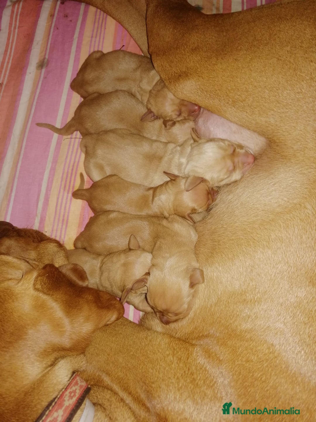 Braco Húngaro de Pelo Corto perros en venta: Cachorros de Braco Húngaro (Vizsla) — Criador aut. - Imagen 14