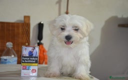 Bichón Maltés perros en venta: Bichón maltés  - Imagen 3