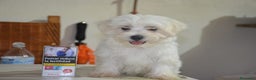 Bichón Maltés perros en venta: Bichón maltés  - Anuncio 4