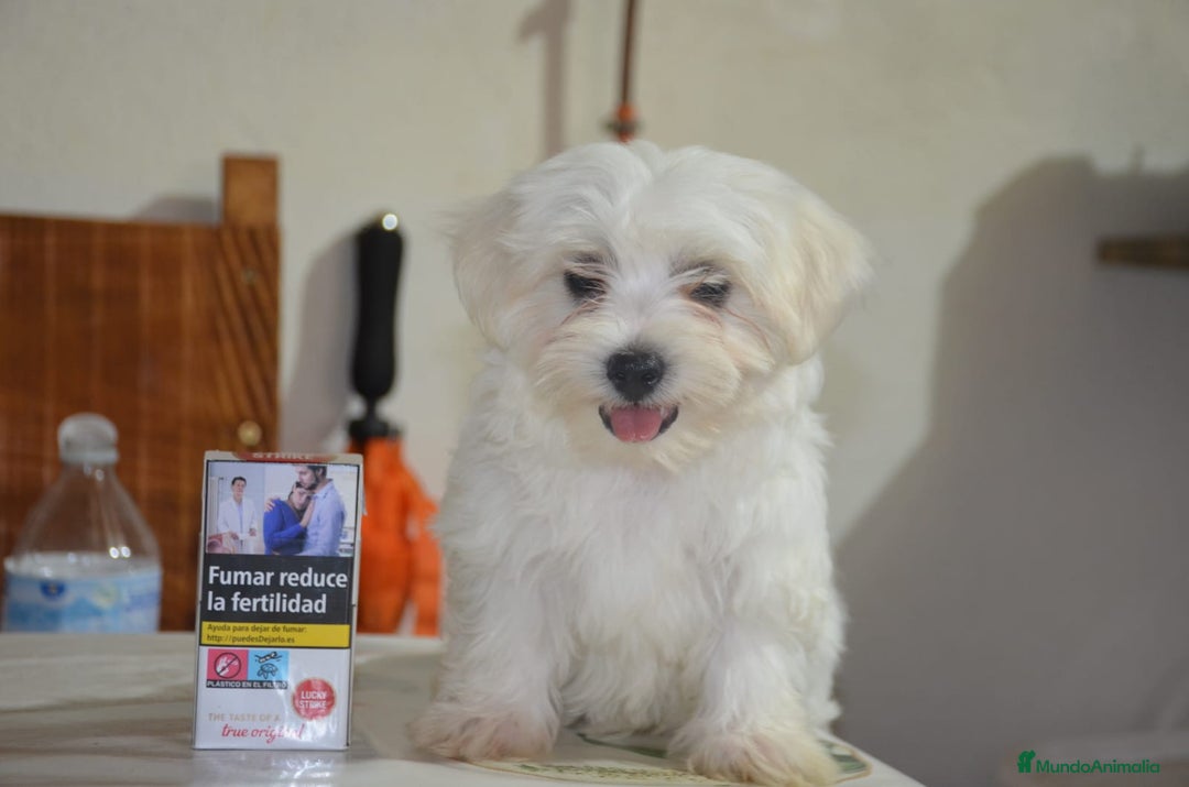 Bichón Maltés perros en venta: Bichón maltés  - Imagen 3