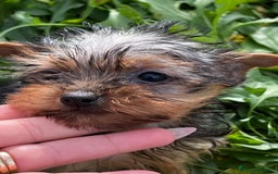 Yorkshire Terrier perros en venta: Yorkshire microtoy  en Barcelona - Imagen 2