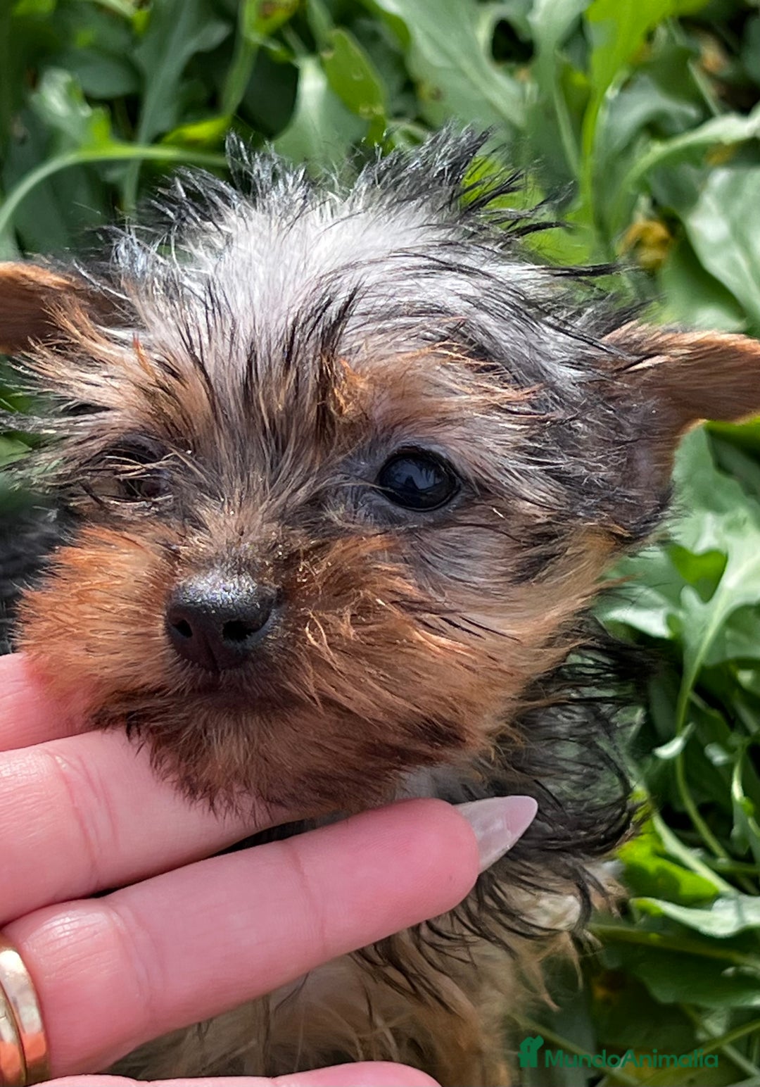 Yorkshire Terrier perros en venta: Yorkshire microtoy  en Barcelona - Imagen 2