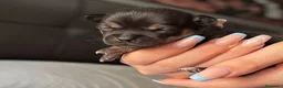 Chihuahua perros en venta: Chihuahua precio real - Anuncio 2