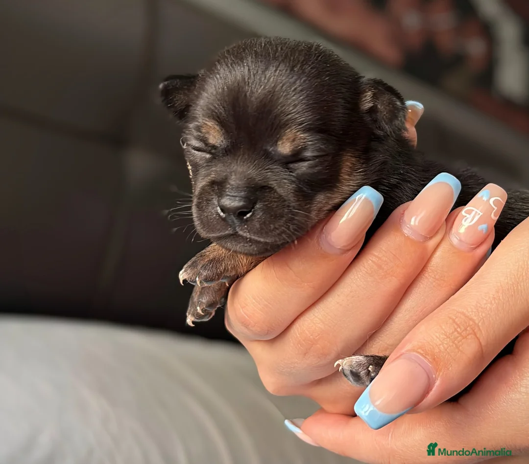 Chihuahua perros en venta: Chihuahua precio real - Anuncio 2