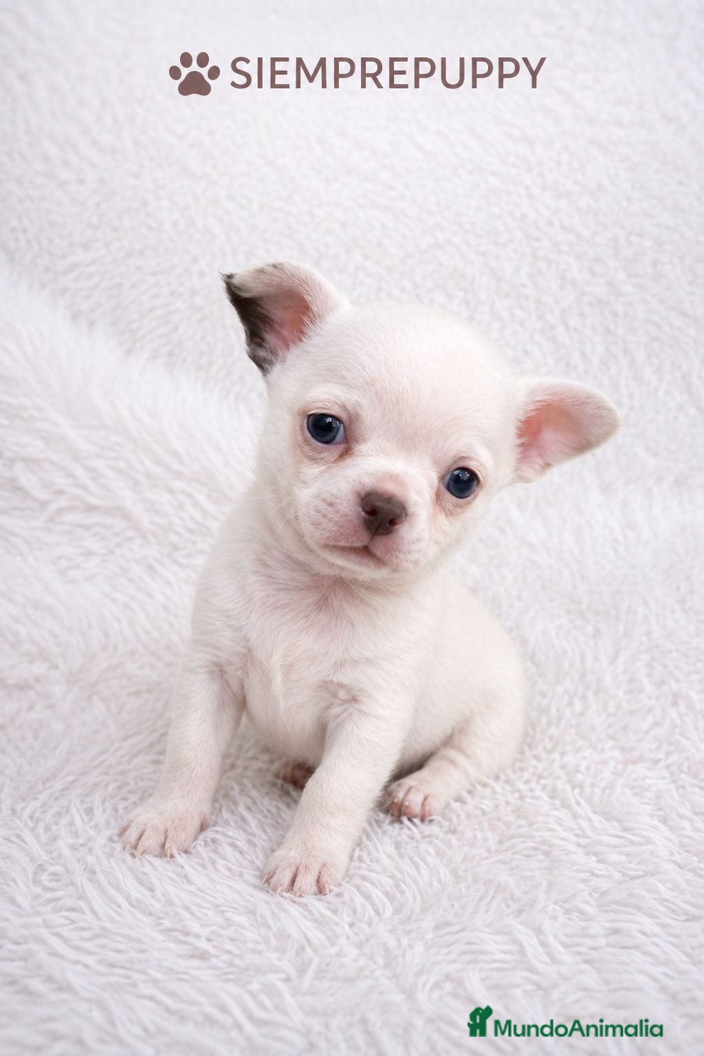 Chihuahua perros CHIHUAHUA MINI TOY OJOS AZULES - Anuncio 4