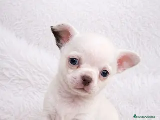 Chihuahua perros CHIHUAHUA MINI TOY OJOS AZULES - Anuncio 5