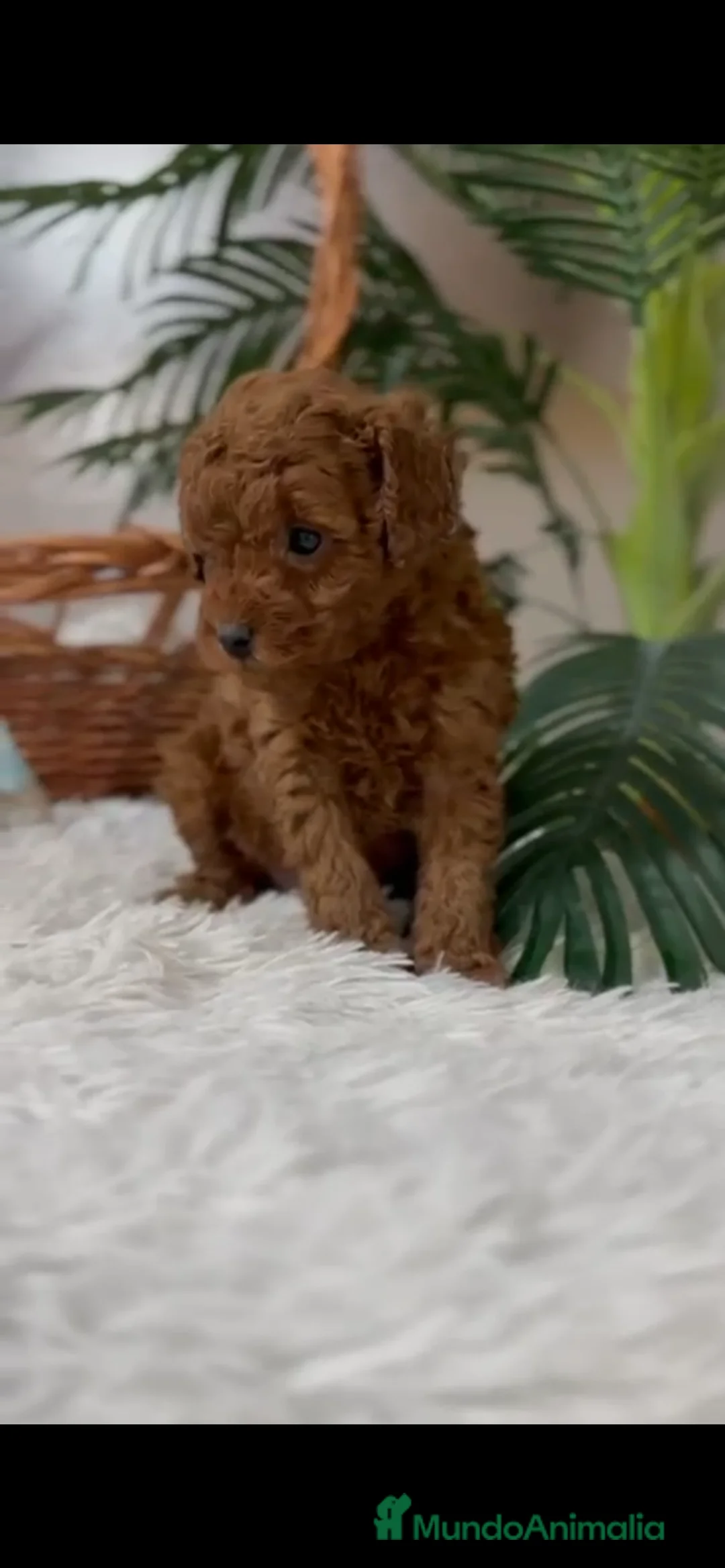 Caniche Toy perros en venta: CANICHE TOY - Anuncio 2