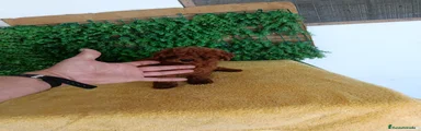 Caniche Toy Cachorro 3