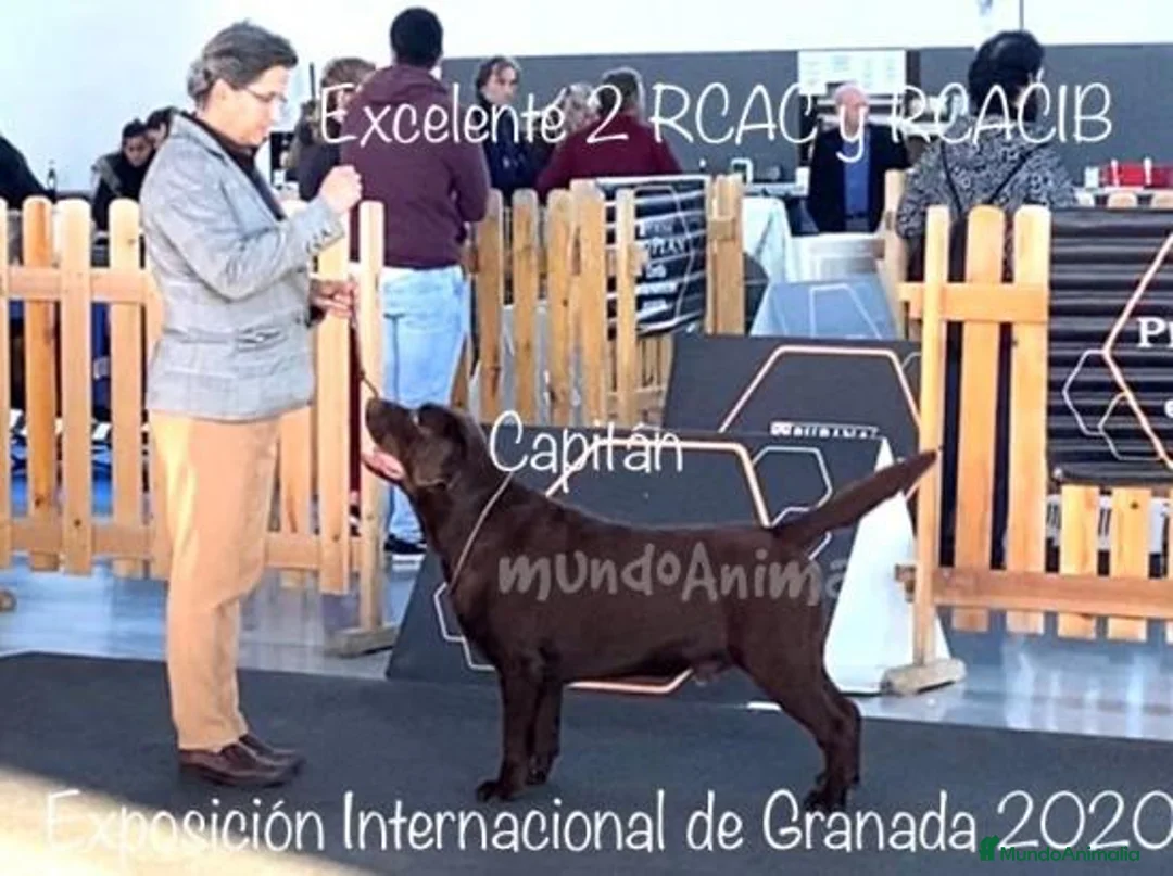 Imagen de galería {{count}}