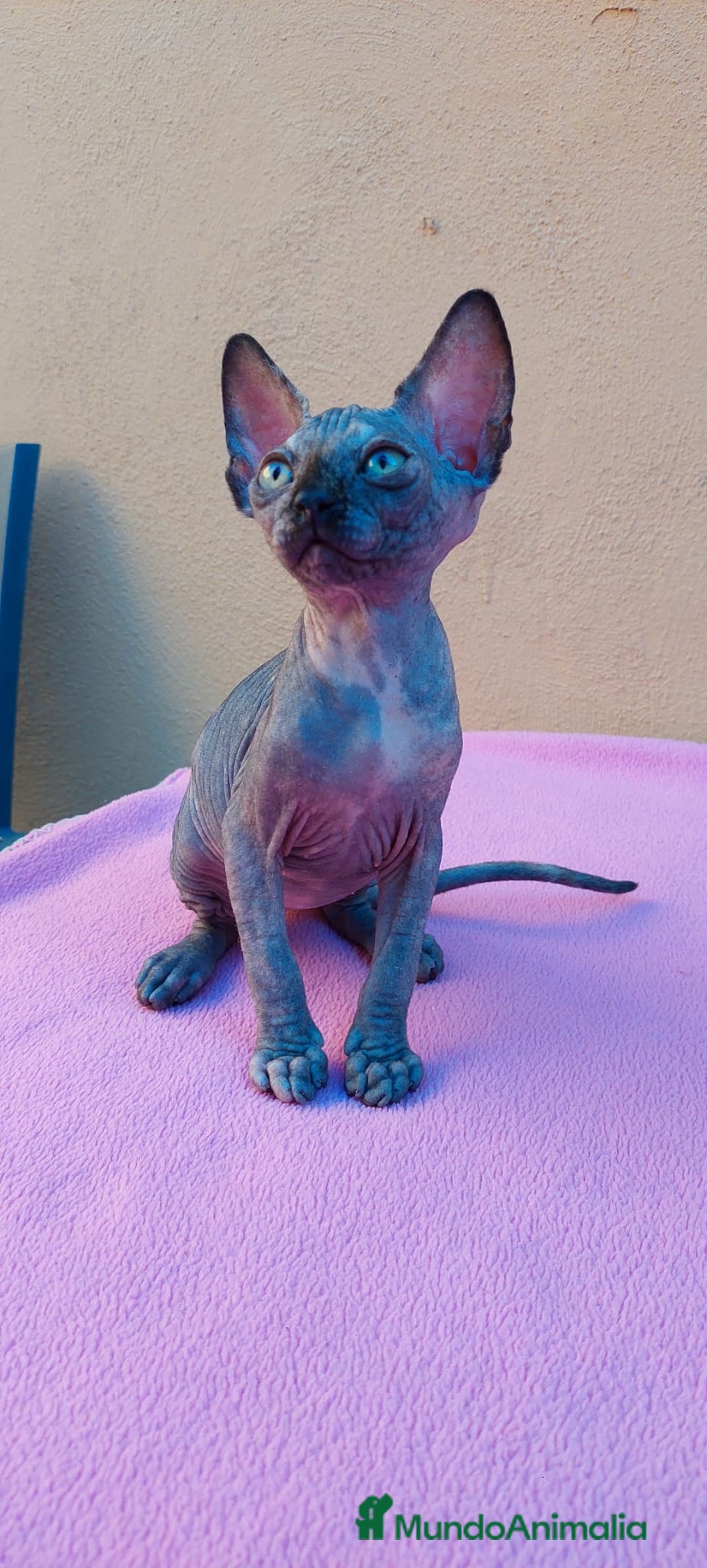Sphynx gatos en venta: Preciosa hembrita tortuga  - Imagen 5
