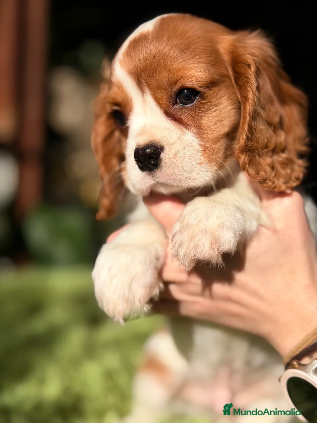 Cavalier King Charles Spaniel perros en venta: Cavalier King Blenheim  - Anuncio 1