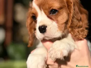 Cavalier King Charles Spaniel perros Cavalier King Blenheim - Anuncio 24