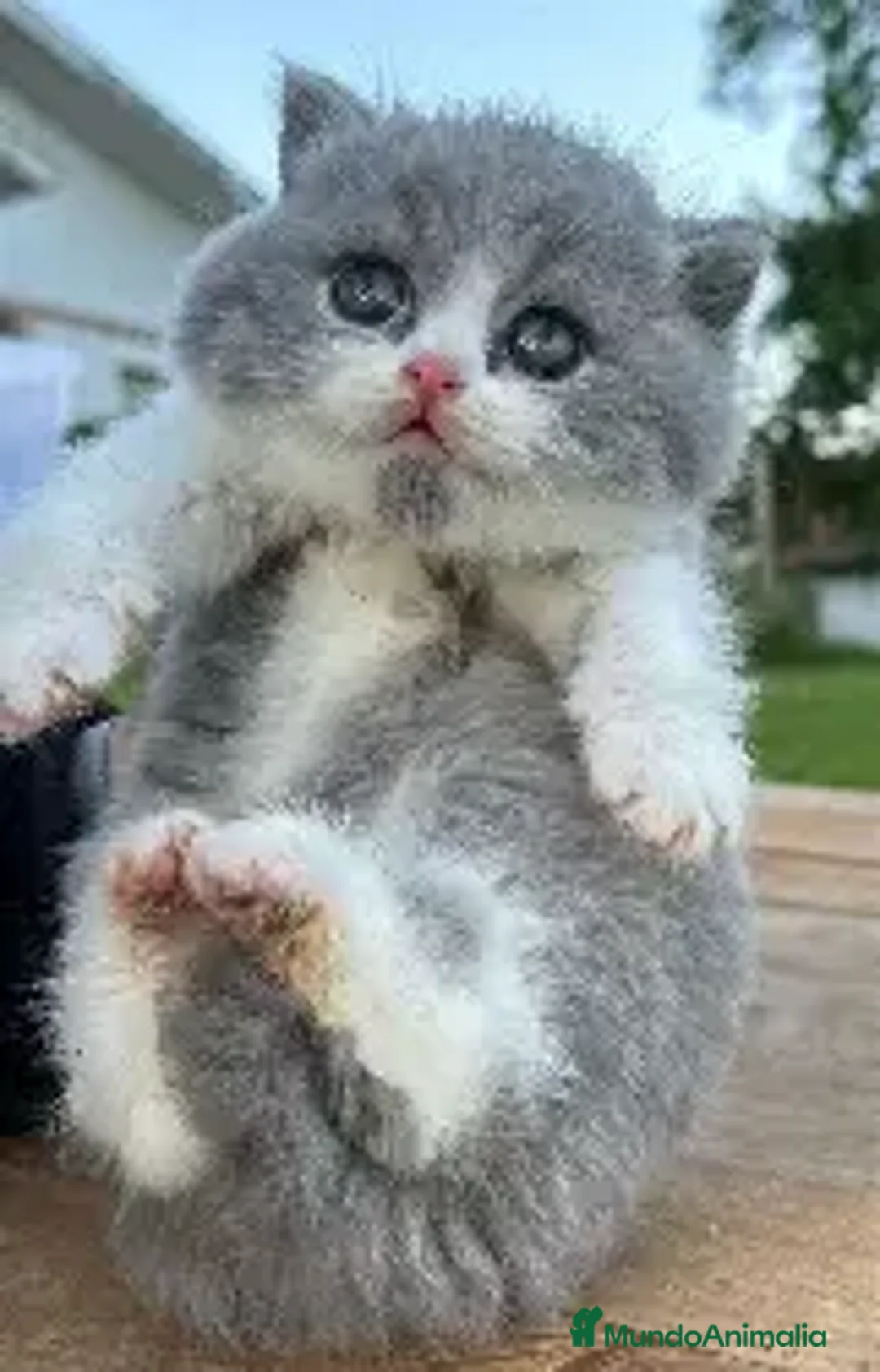 Británico de Pelo Corto gatos en venta: BRITISH SHORTHAIR - Anuncio 1