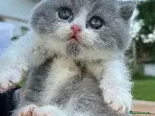 Británico de Pelo Corto gatos BRITISH SHORTHAIR - Anuncio 2