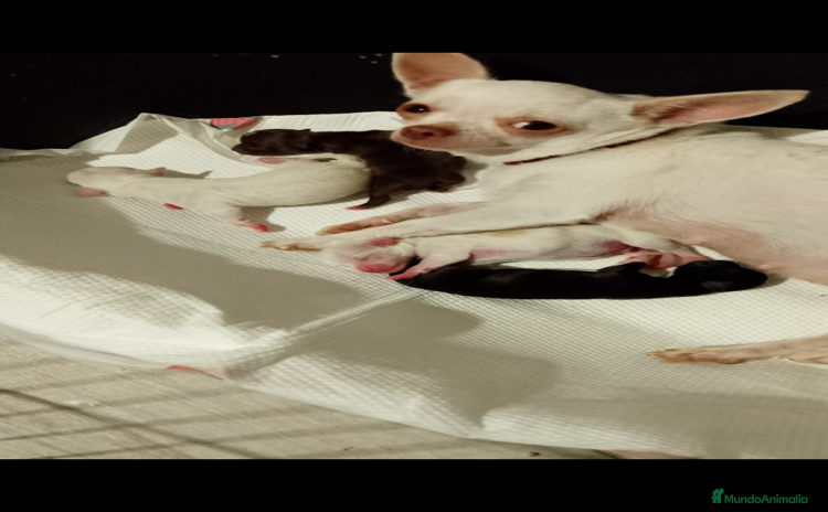 Chihuahua perros - Anuncio 2