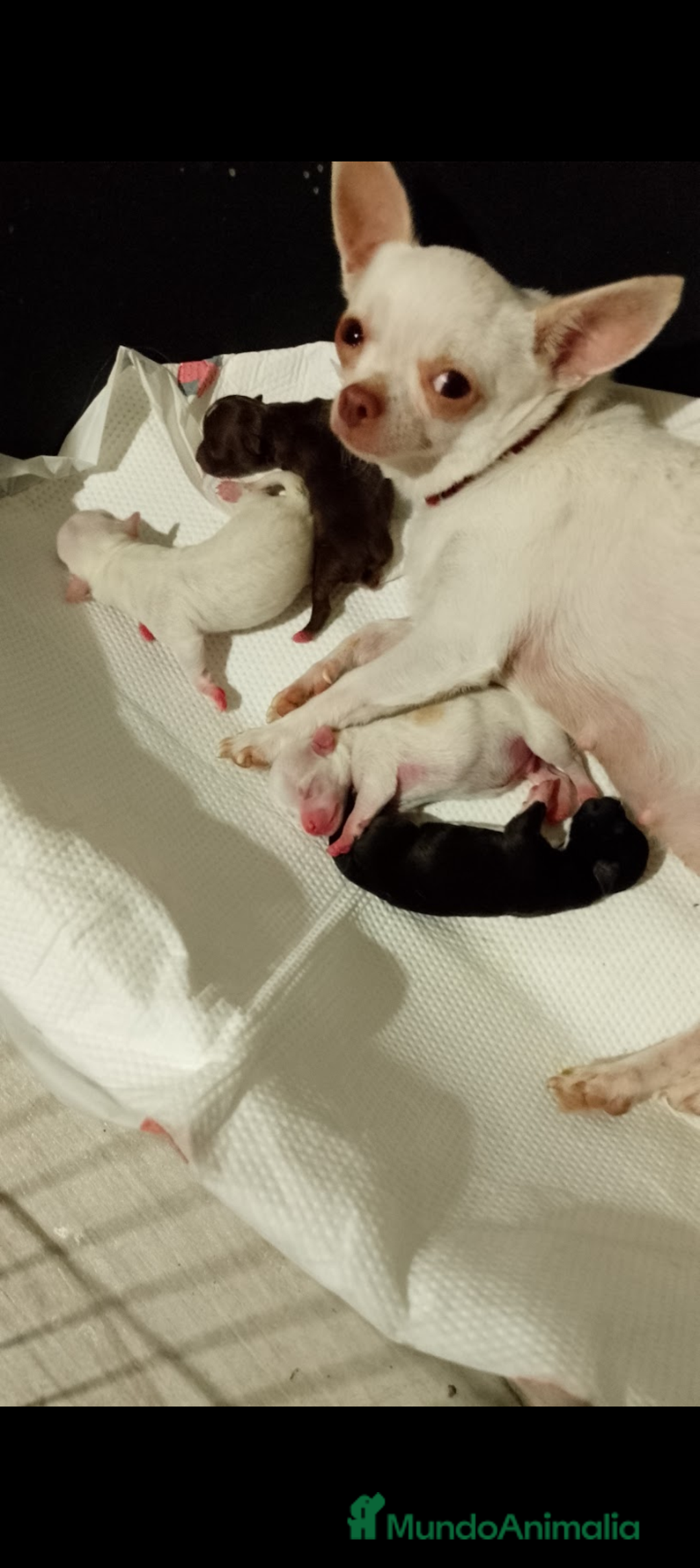 Chihuahua perros en venta: Chihuahua mini  - Imagen 2