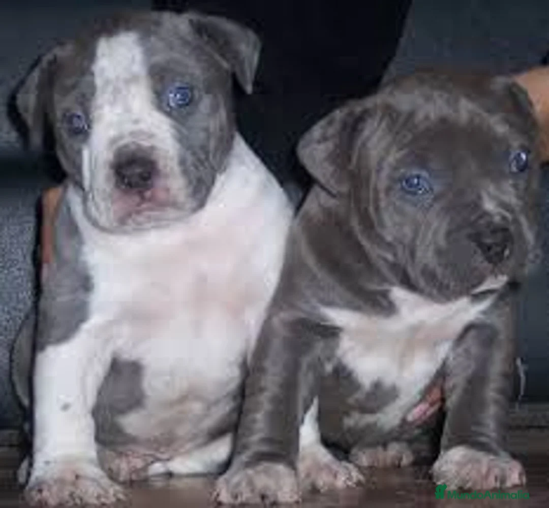 American Pit Bull Terrier perros en venta: AMERICAN PITBULL BLUE - TRICOLOR - MERLE en Sevilla - Anuncio 2