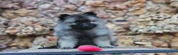 Spitz Lobo - Wolfsspitz perros en venta: Bebés WOLFSPITZ keeshond - Anuncio 3