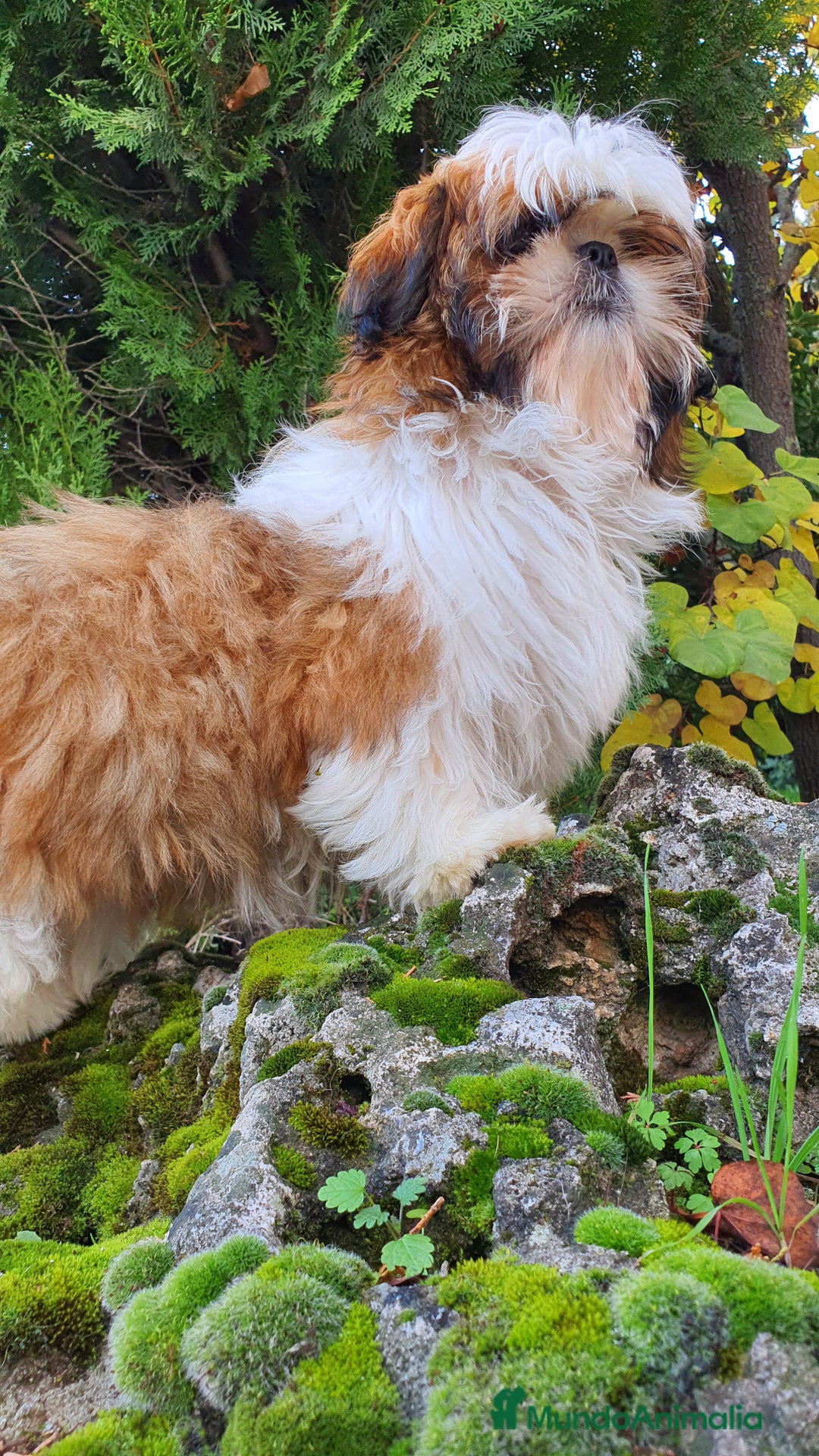 Shih Tzu perros en venta: Shih Tzu de 5 meses disponible !! - Imagen 3