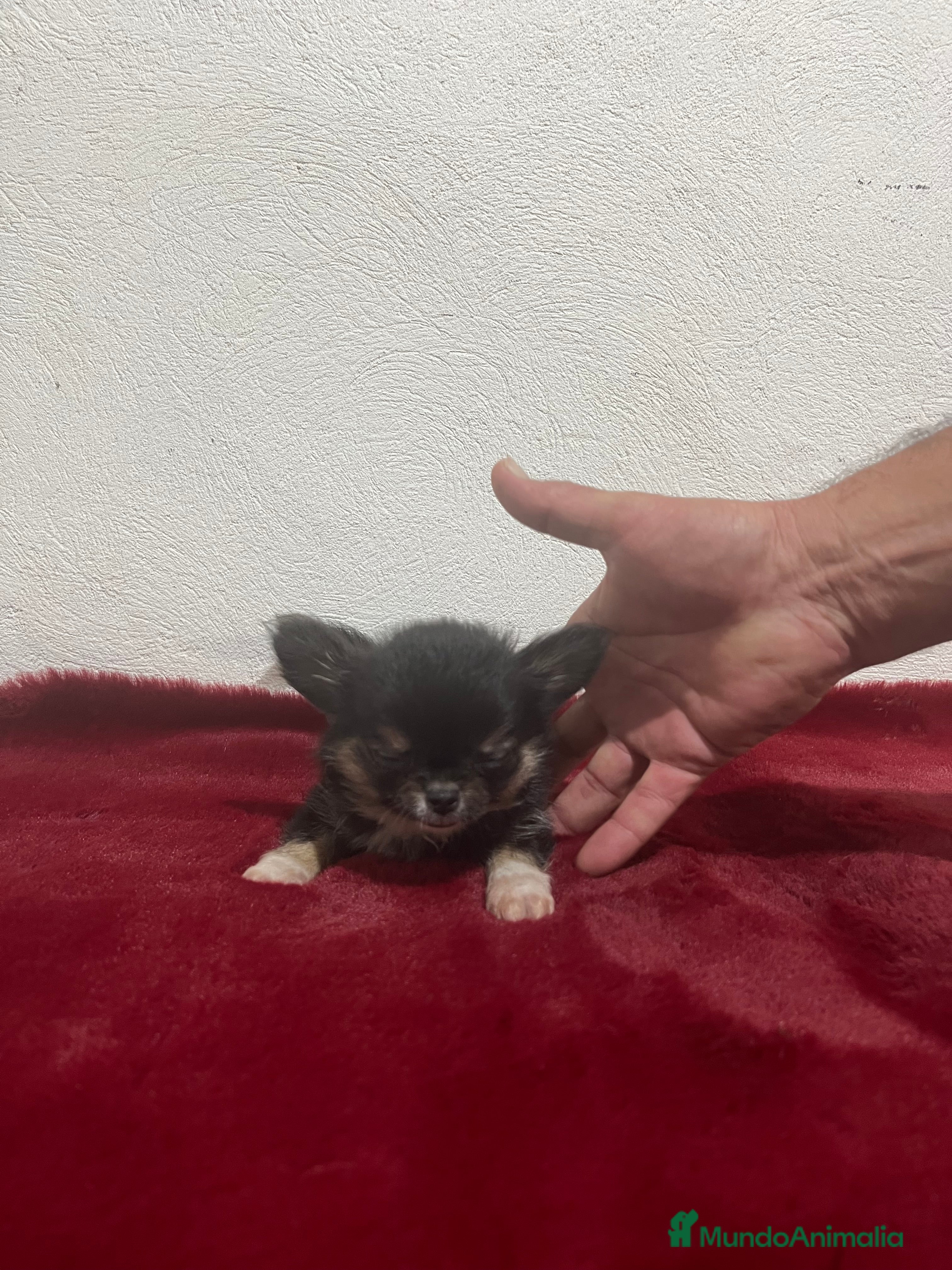 Chihuahua perros en venta: CHIHUAHUA 3 - Anuncio 4