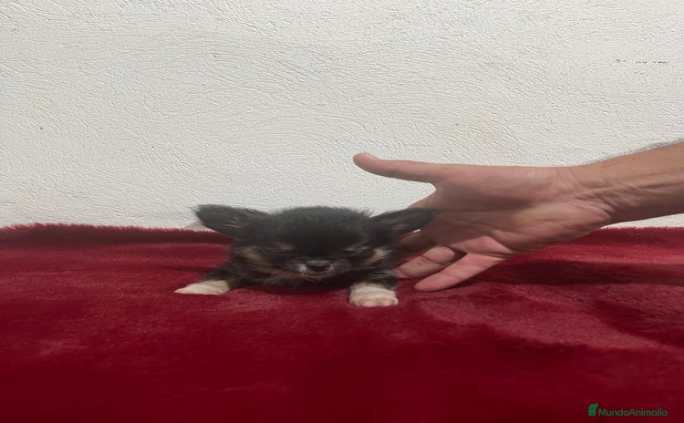Chihuahua perros - Anuncio 7